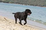 CANE CORSO 274